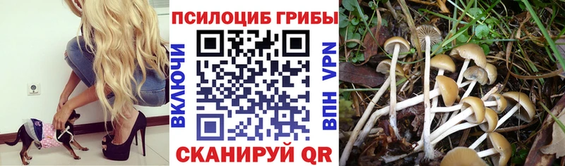 Галлюциногенные грибы мицелий  закладки  Подольск 